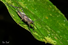 kobilice/grasshoppers