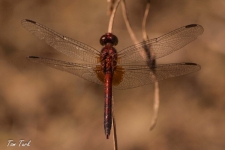 kačji pastirji/dragonflies