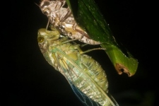 škržati/cicadas