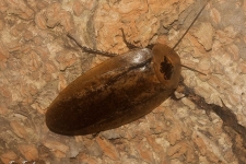 ščurki7cockroaches