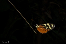 metulji/butterflies