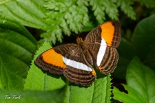 metulji/butterflies