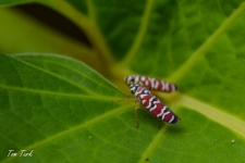 škržatki/leafhoppers