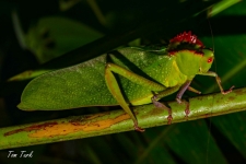 kobilice/grasshoppers