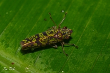 škržatki/leafhoppers