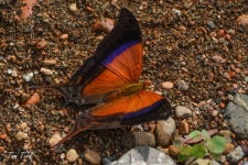 metulji/butterflies