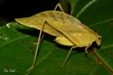 kobilice/grasshoppers