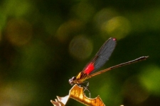 kačji pastirji/dragonflies