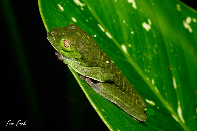 Agalychnis-callidryas-13-of-47-–-kopija