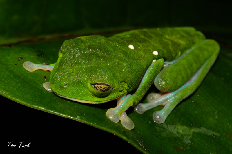 Agalychnis-callidryas-2-of-47-–-kopija