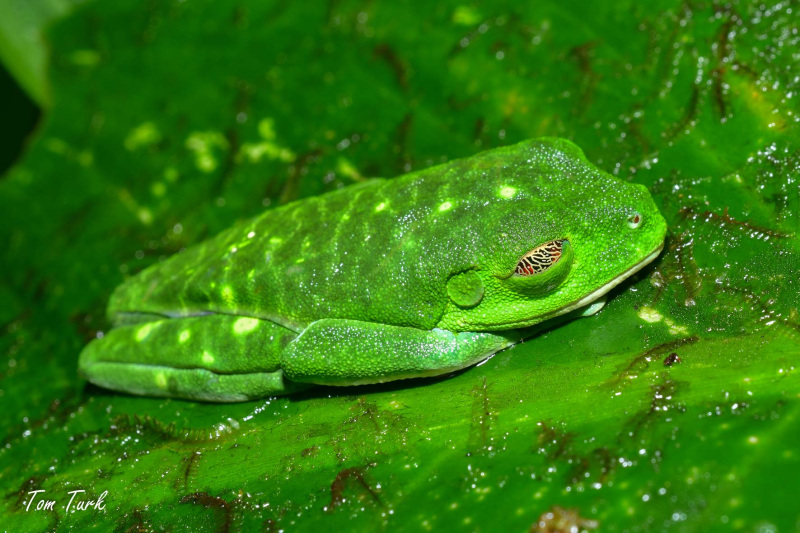 Agalychnis-callidryas-25-of-47-–-kopija