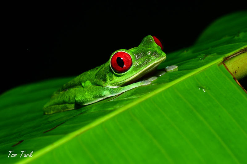 Agalychnis-callidryas-30-of-47-–-kopija