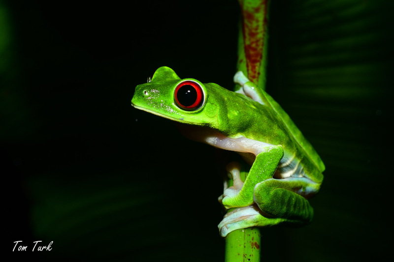 Agalychnis-callidryas-32-of-47-–-kopija