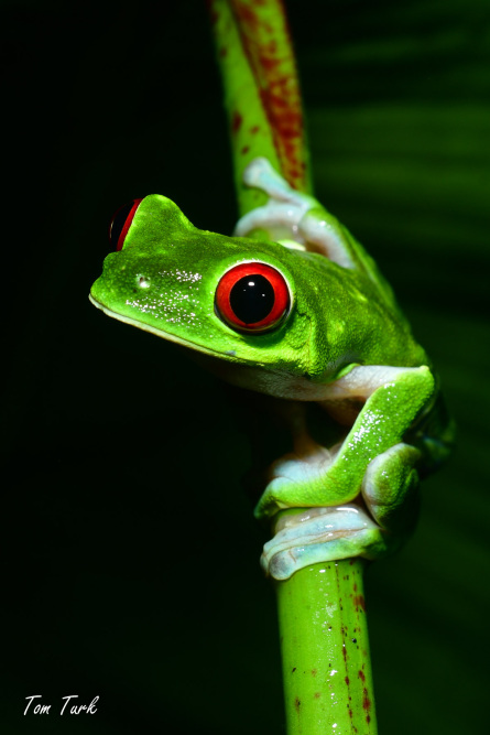 Agalychnis-callidryas-34-of-47-–-kopija