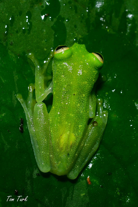 Hyalinobatrachium-colymbiphyllum-1-of-2