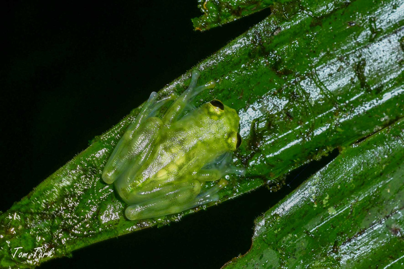 Hyalinobatrachium-valerioi-16-of-17