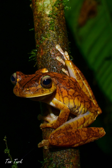 Hypsiboas-rosenberi-10-of-20