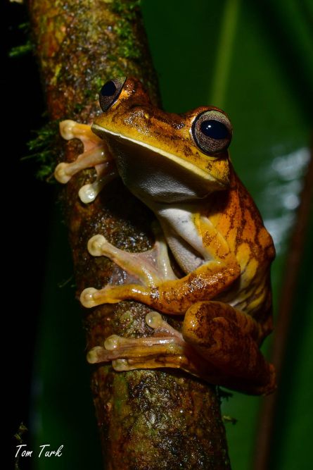 Hypsiboas-rosenberi-11-of-20
