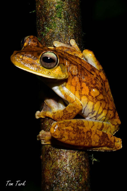 Hypsiboas-rosenberi-13-of-20