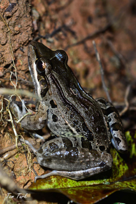 Leptodactylus-insularum-1-of-1
