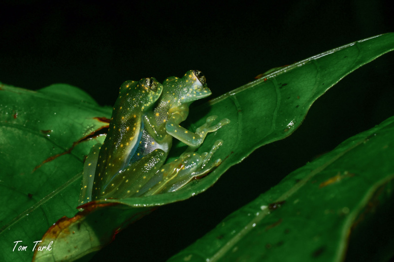 Sachatamia-albomaculata-1-of-2