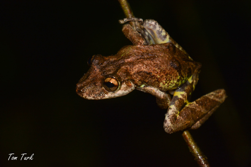 Scinax-boulangeri-2