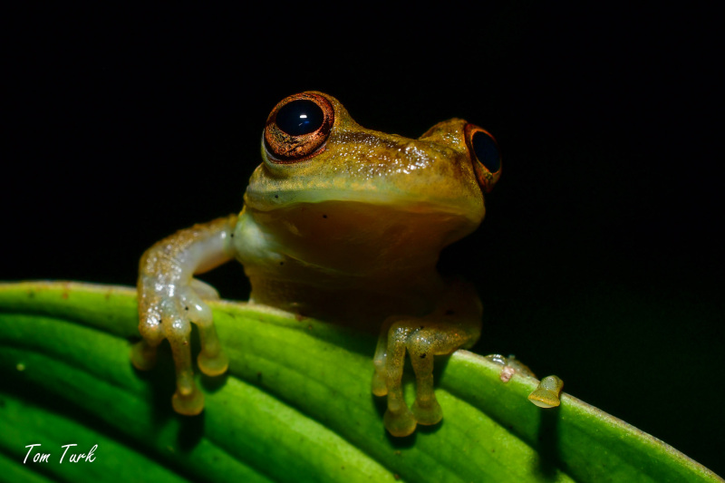 Scinax-elaeochroa-10-of-16
