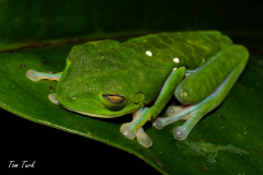 Agalychnis-callidryas-2-of-47-–-kopija
