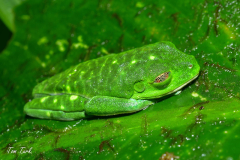 Agalychnis-callidryas-25-of-47-–-kopija