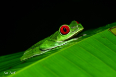 Agalychnis-callidryas-29-of-47-–-kopija
