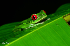 Agalychnis-callidryas-30-of-47-–-kopija