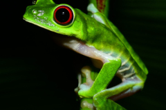 Agalychnis-callidryas-31-of-47-–-kopija