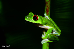 Agalychnis-callidryas-32-of-47-–-kopija