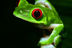 Agalychnis-callidryas-34-of-47-–-kopija