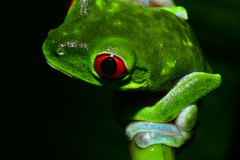 Agalychnis-callidryas-35-of-47-–-kopija