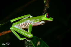 Agalychnis-callidryas-36-of-47-–-kopija