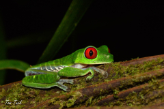 Agalychnis-callidryas-37-of-47-–-kopija