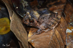 Craugastor-rugosus-2-of-2-–-kopija