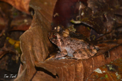 Craugastor-rugosus-3-of-2-–-kopija