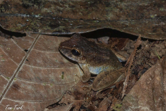 Craugastor-sp.-8-of-9-–-kopija