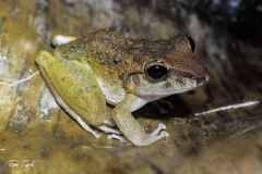 Craugastor-sp.-9-of-9-–-kopija