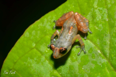 Diasporus-diastema-1-of-6-–-kopija