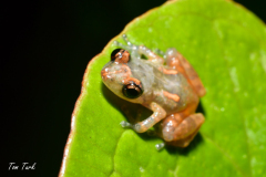 Diasporus-diastema-2-of-6-–-kopija