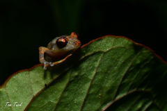 Diasporus-diastema-3-of-6-–-kopija