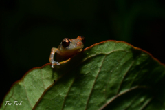 Diasporus-diastema-4-of-6