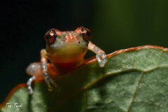 Diasporus-diastema-5-of-6-–-kopija