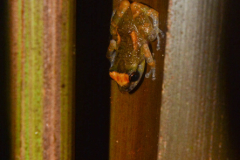 Diasporus-diastema-6-of-6