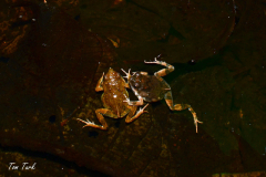 Engystomops-pustulosus-6-of-6