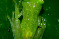 Hyalinobatrachium-colymbiphyllum-1-of-2