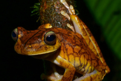 Hypsiboas-rosenberi-10-of-20